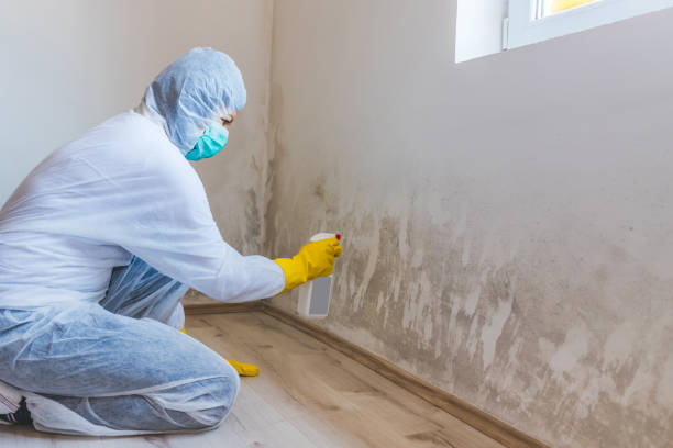 Licensed Black Mold Remediation service in Maywood, NJ - Car Mold Remediation