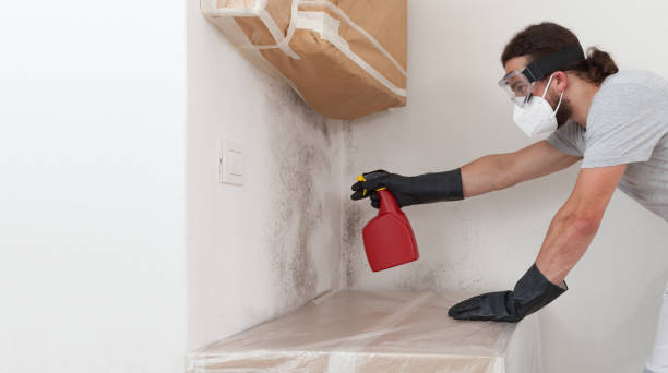 Professional Black Mold Remediation technician working in Maywood, NJ