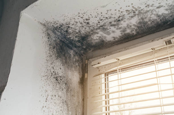 Affordable Black Mold Remediation solutions in Maywood, NJ