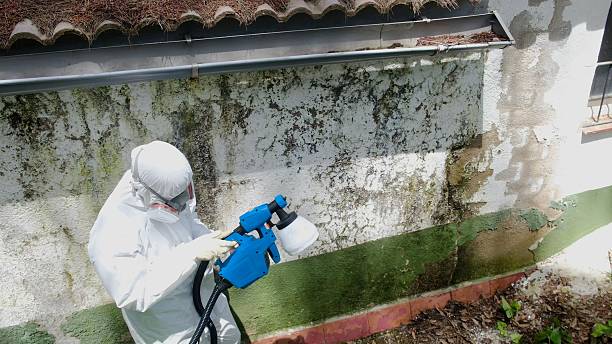 Top rated local Black Mold Remediation specialists in Maywood, NJ